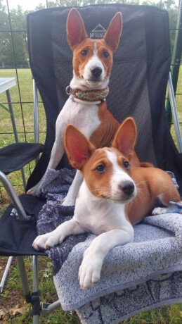 top-stenci-basenji-big-1