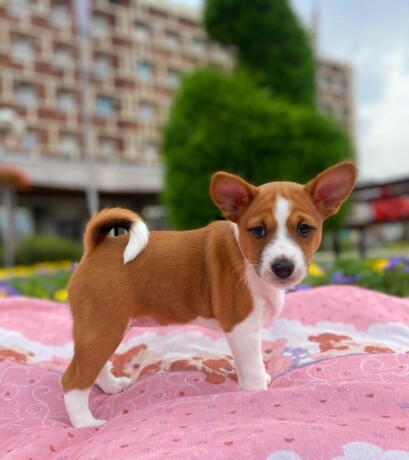 top-stenci-basenji-big-4