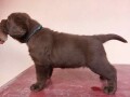 na-prodaju-cokoladni-stenci-labrador-retrivera-small-0