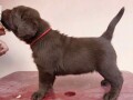 na-prodaju-cokoladni-stenci-labrador-retrivera-small-3