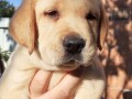 labrador-stenad-small-3