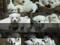 na-prodaju-stenci-zapadnoskotskog-terijera-westie-small-0