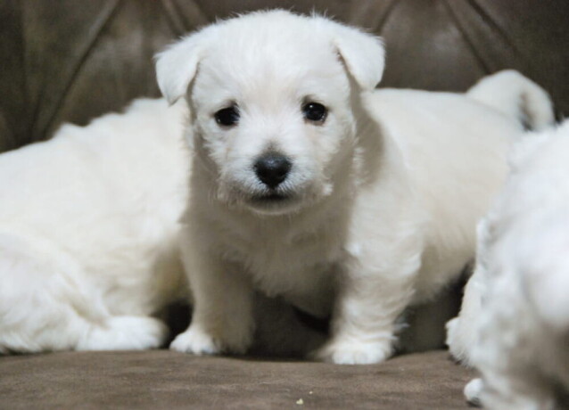 na-prodaju-stenci-zapadnoskotskog-terijera-westie-big-1