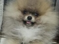 pomeranacpomeranianboo-stenci-small-1