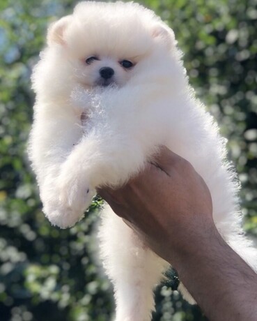 pomeranacpomeranianboo-stenci-big-0