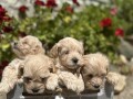 maltipoo-kucici-small-2