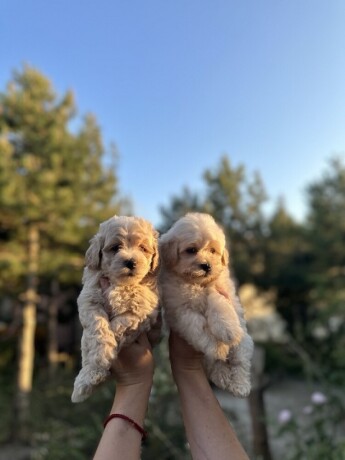 maltipoo-kucici-big-1