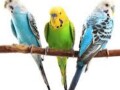 rucno-hranjeni-papagaji-small-3