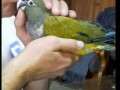 rucno-hranjeni-papagaji-small-0
