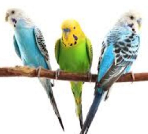 rucno-hranjeni-papagaji-big-3