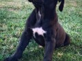 cane-corso-stenci-small-0