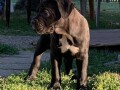 cane-corso-stenci-small-4