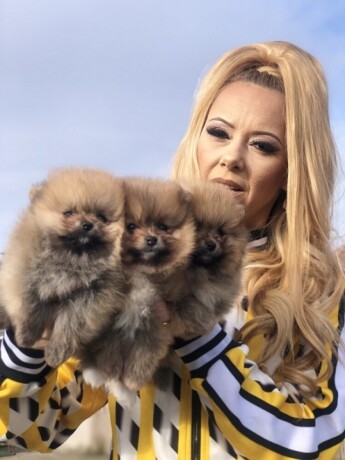 pomeranacpomeranianboo-stenci-big-2