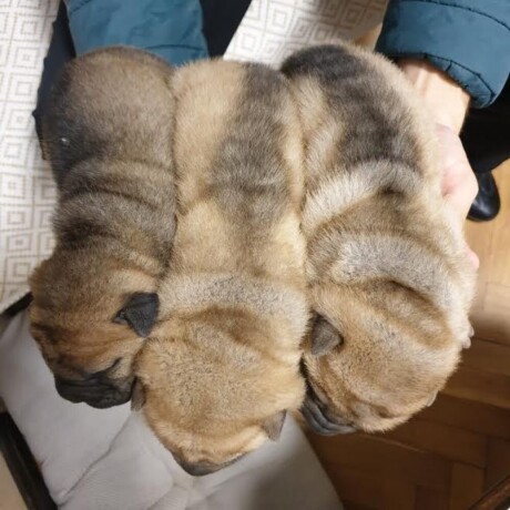 shar-pei-stenci-big-3