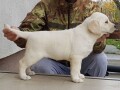 labrador-retriver-stenci-small-4