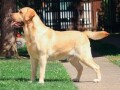 labrador-retriver-stenci-small-1