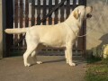 labrador-retriver-stenci-small-0