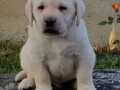 labrador-retriver-stenci-small-2