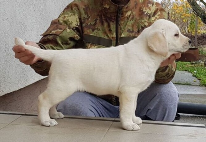 labrador-retriver-stenci-big-4