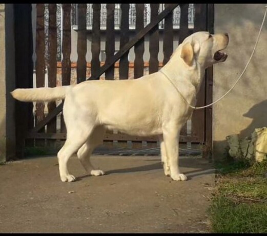 labrador-retriver-stenci-big-0