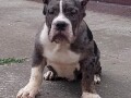 american-bully-small-3