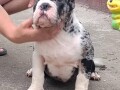 american-bully-small-0