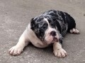 american-bully-small-2