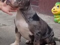 american-bully-small-4