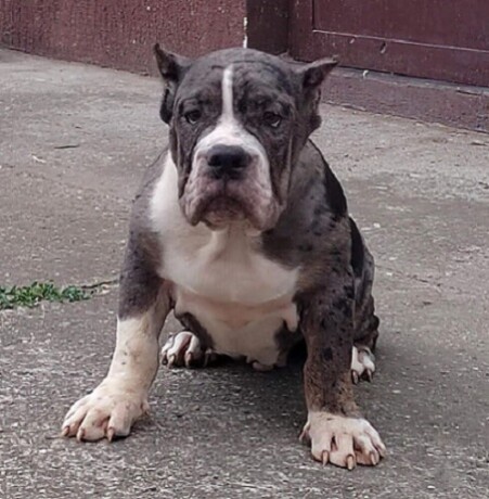 american-bully-big-3