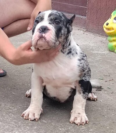 american-bully-big-0