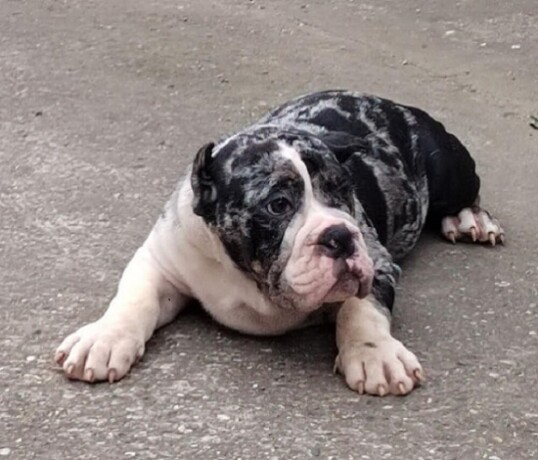 american-bully-big-2