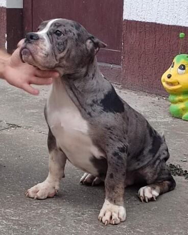 american-bully-big-4