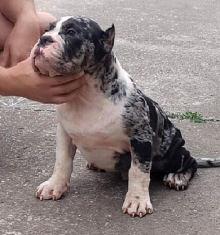 american-bully-big-1