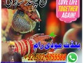 asal-astrologer-amil-baba-kala-jadu-real-pakistan-small-2