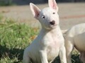 mini-bull-terrier-small-3