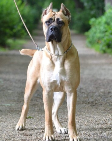 cane-corso-stenci-big-4