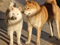 shiba-inu-stenci-small-4