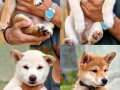 shiba-inu-stenci-small-0