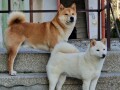 shiba-inu-stenci-small-1