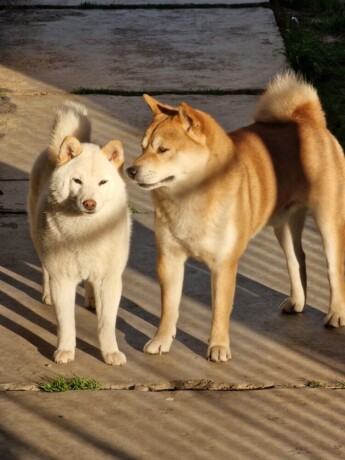 shiba-inu-stenci-big-4