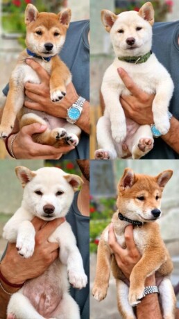 shiba-inu-stenci-big-0