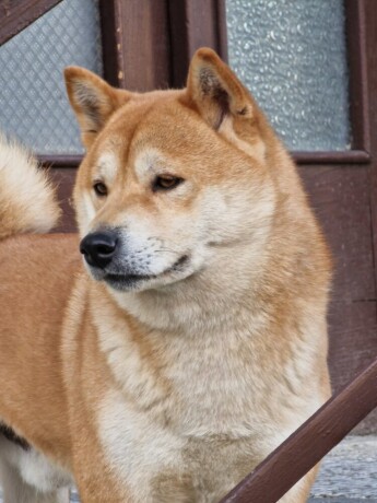 shiba-inu-stenci-big-3