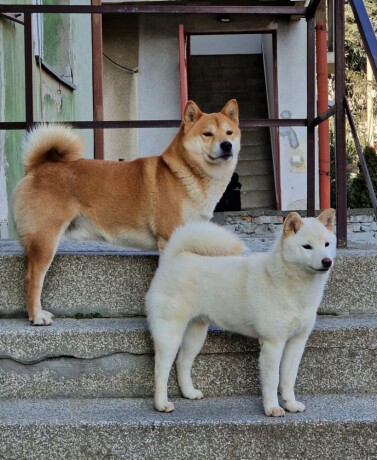 shiba-inu-stenci-big-1