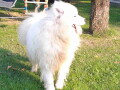 zenka-samojeda-small-1