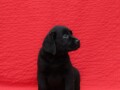 labrador-retriver-top-ponuda-small-4