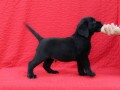 labrador-retriver-top-ponuda-small-2