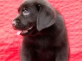 labrador-retriver-top-ponuda-small-3