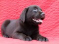 labrador-retriver-top-ponuda-small-1