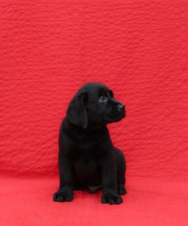 labrador-retriver-top-ponuda-big-4