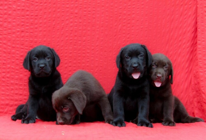 labrador-retriver-top-ponuda-big-0